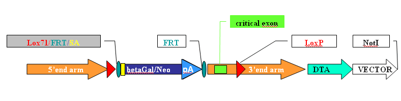 final construct picture